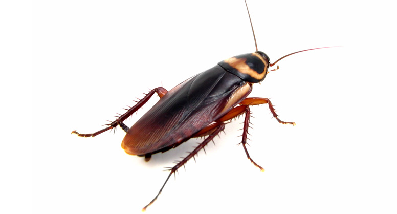 es una foto de cucaracha americana roja