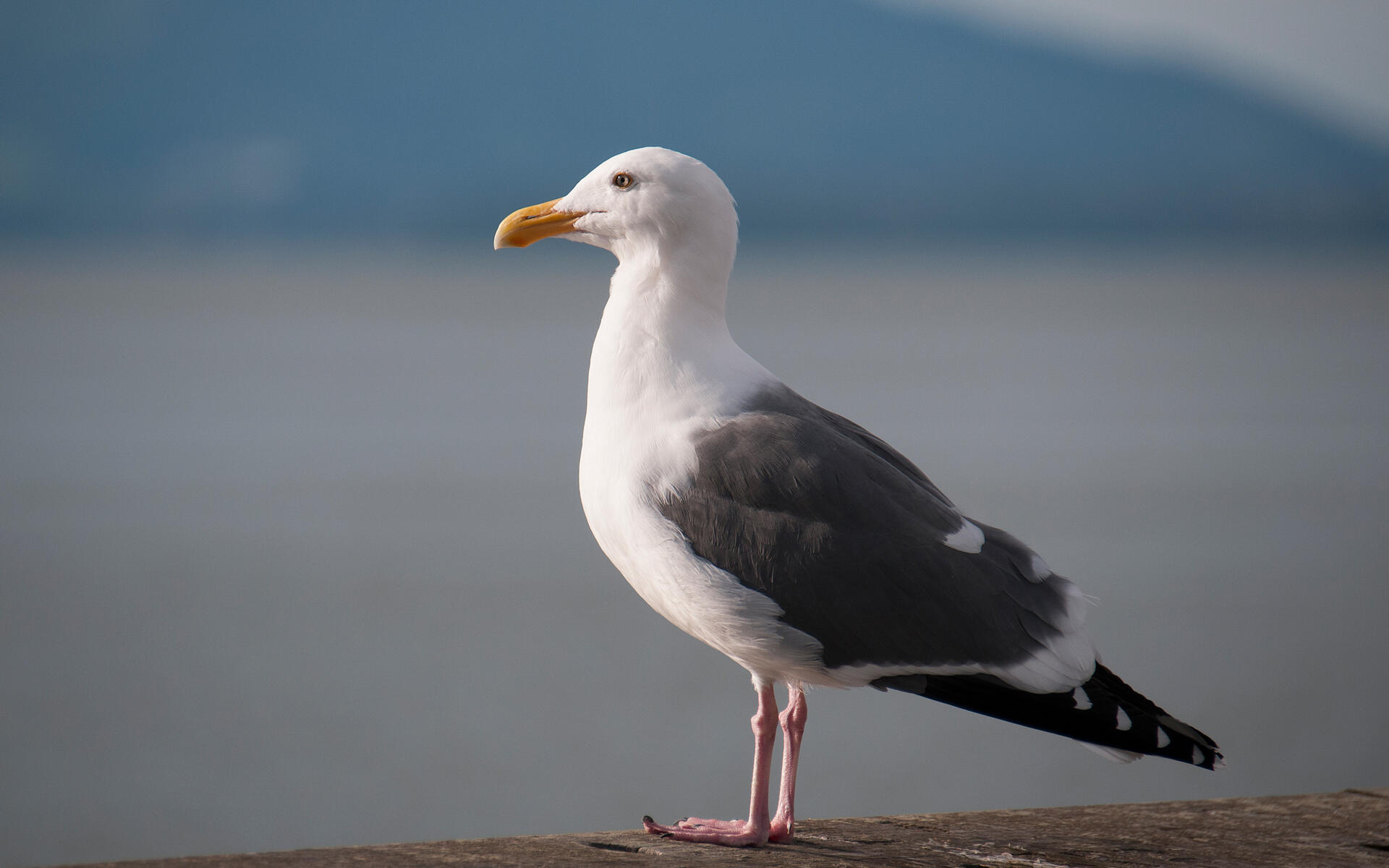 es una gaviota